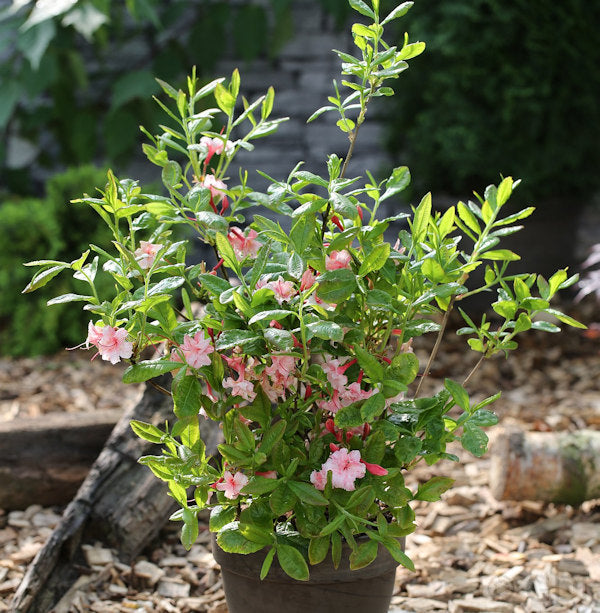 Azalee Corneille 40-50cm - Rhododendron Luteum - Alpenrose