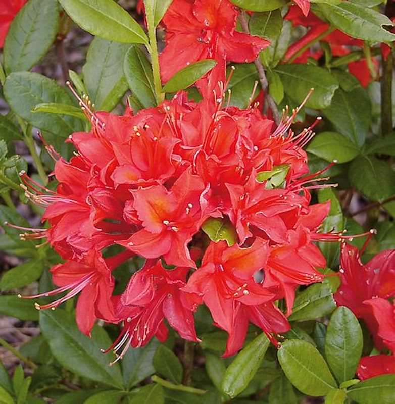 Azalee Satan 30-40cm - Rhododendron Luteum - Alpenrose