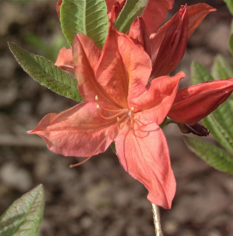 Chinesische Azalee Winston Churchill 30-40cm - Rhododendron Mollis