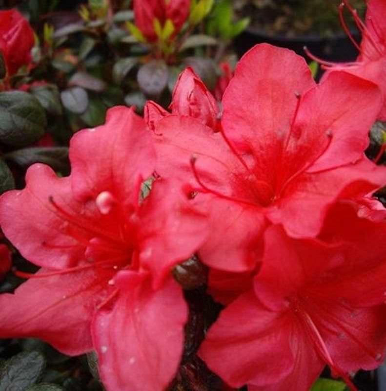 Japanische Azalee Johanna 40-50cm - Rhododendron Obtusum - Zwerg Alpenrose