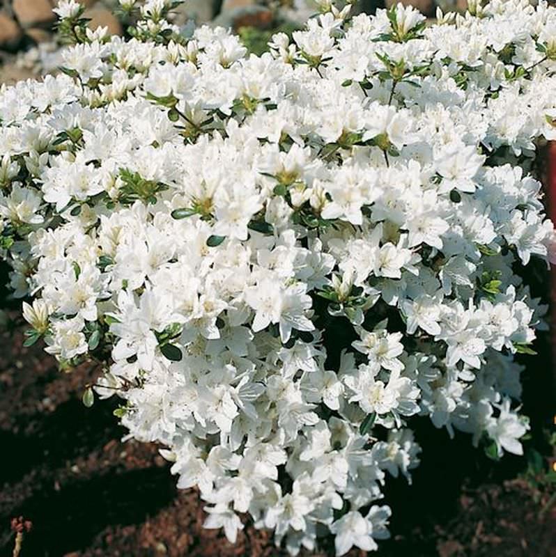 Japanische Azalee Kermesina Alba 15-20cm - Rhododendron Obtusum - Zwerg Alpenrose