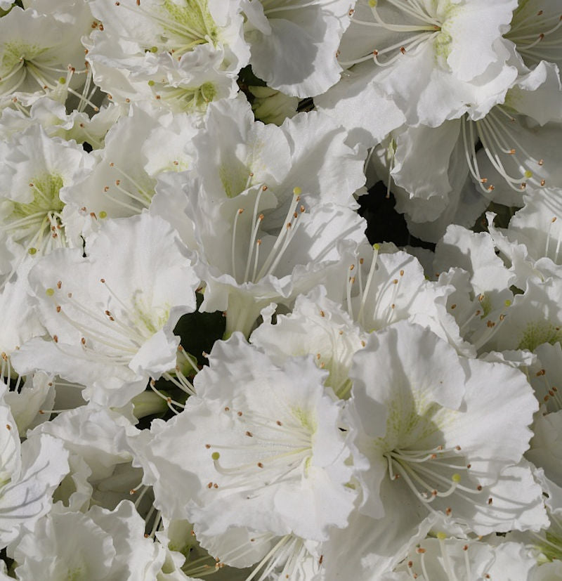 Japanische Azalee Maischnee® 30-40cm - Rhododendron Obtusum - Zwerg Alpenrose