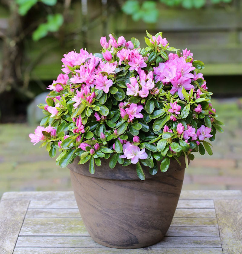 Japanische Azalee Negligee® 30-40cm - Rhododendron Obtusum - Zwerg Alpenrose
