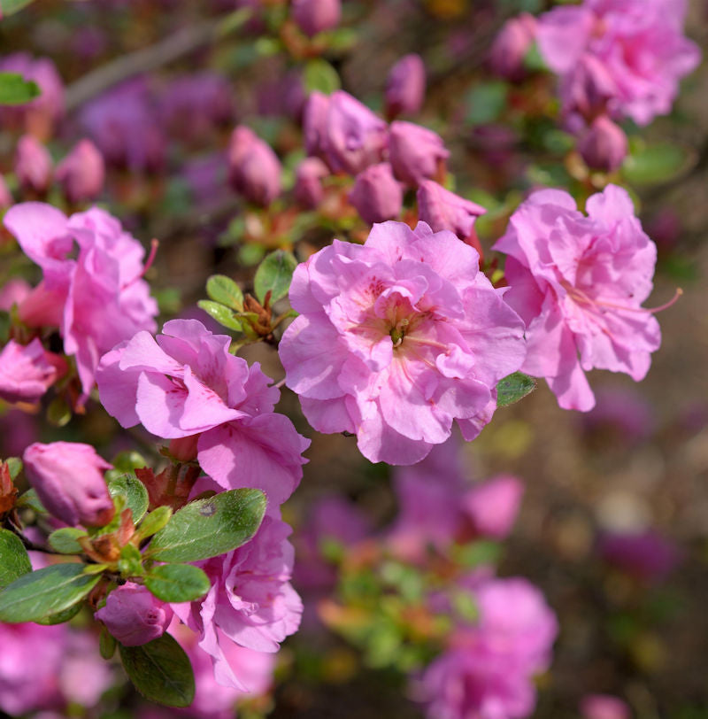 Japanische Azalee Thekla 20-25cm - Rhododendron Obtusum - Zwerg Alpenrose