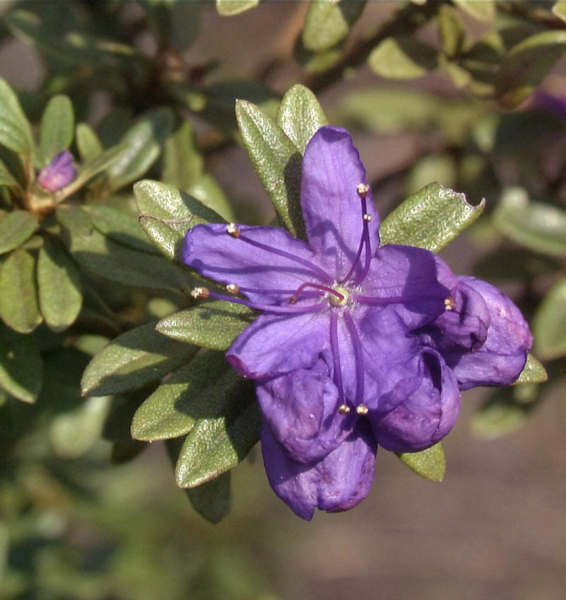 Rhododendron Tricanthum 50-60cm