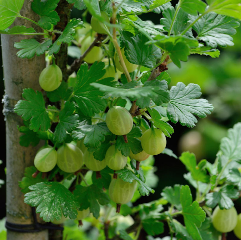 Hochstamm Stachelbeere Captivator 60-80cm - Ribes Uva-crispa