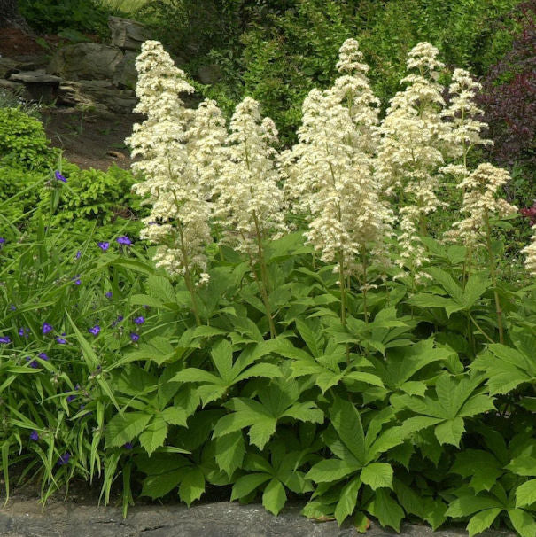 Kastanienblättriges Schaublatt - Rodgersia Aesculifolia