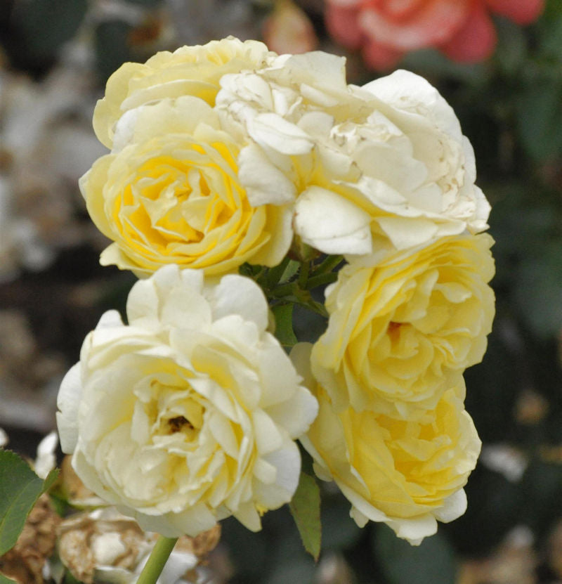Nostalgierose Golden Border 30-60cm