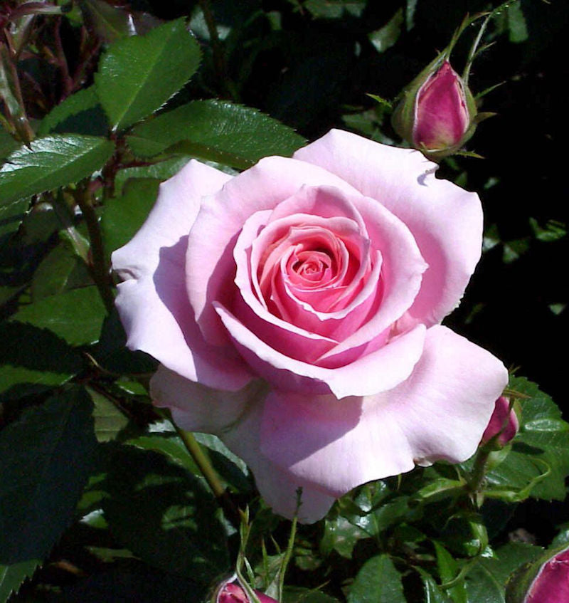 Floribundarose Poesie 30-60cm