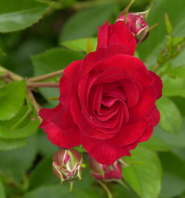 Hochstamm Rose Scarlet Meidiland 80-100cm