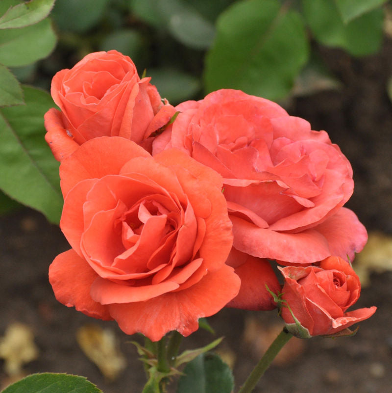 Floribundarose Queen Elisabeth 30-60cm