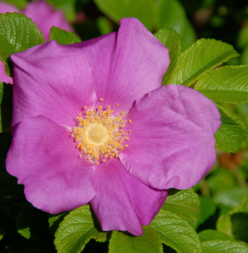 Apfelrose 40-60cm - Rosa Rugosa