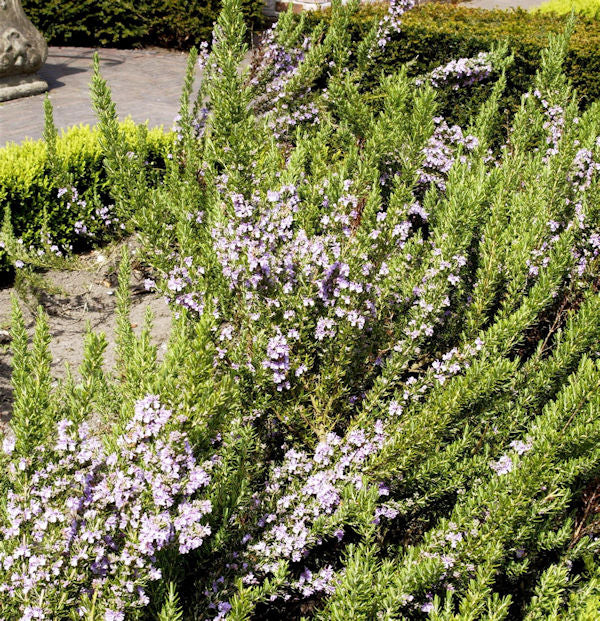 Rosmarin Prostratus - Rosmarinus Officinalis