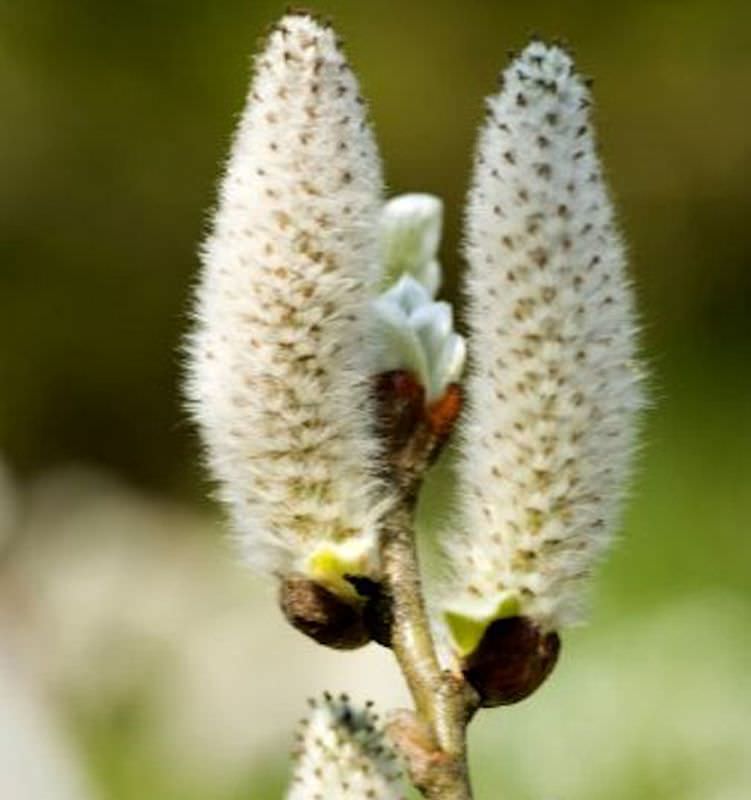 Schweizer Kätzchenweide 20-30cm - Salix Helvetica