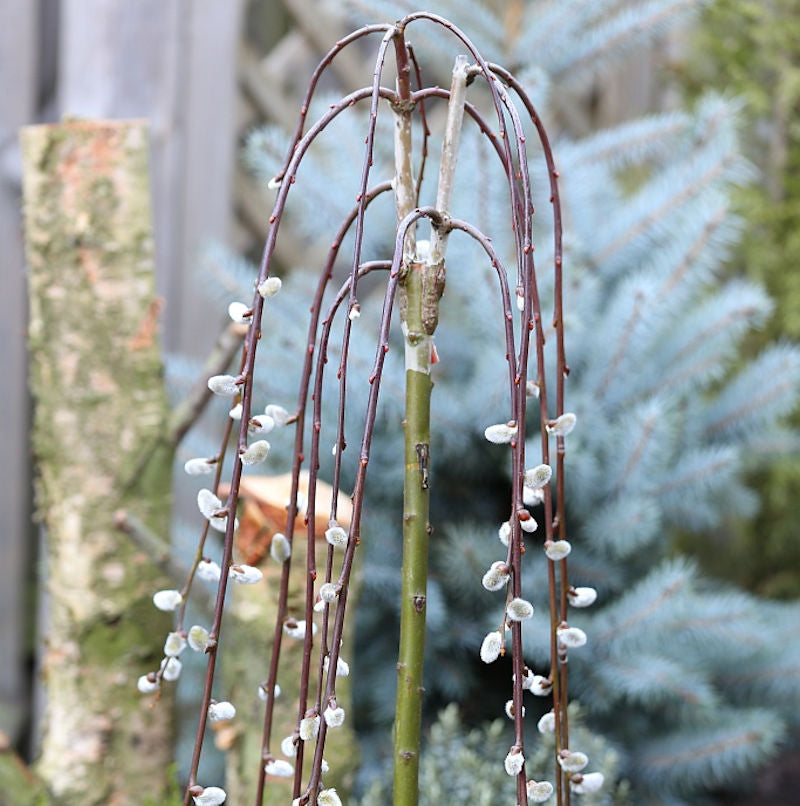 Hochstamm Hängende Kätzchenweide 60-80cm - Salix Caprea