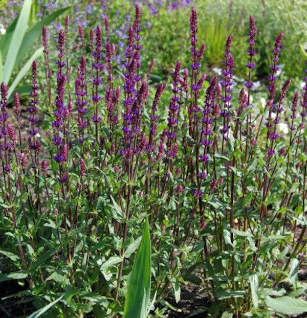 Salbei Caradonna - Salvia Nemorosa
