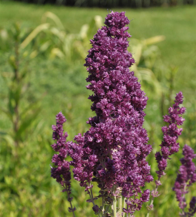 Salbei Plumosa - Salvia Nemorosa