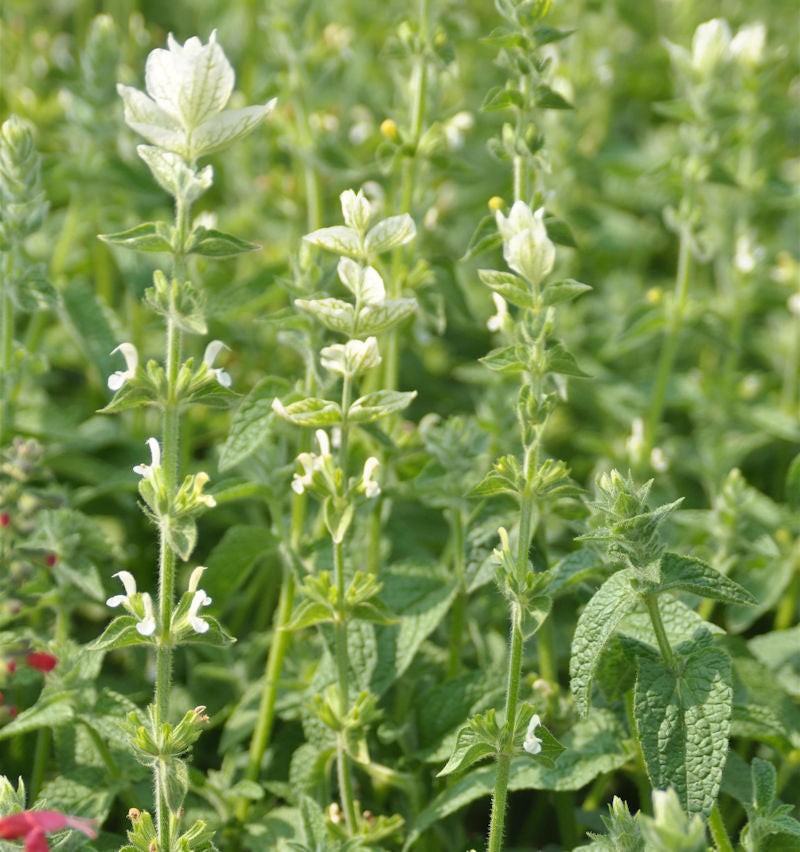 Wiesen Salbei Swan Lake - Salvia Pratensis