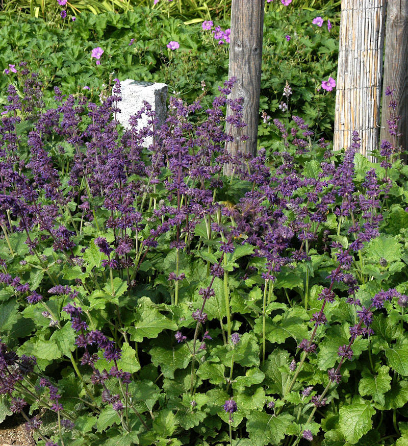 Quirlblütiger Salbei Purple Rain - Salvia Verticillata