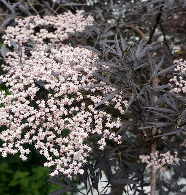 Schwarzer Holunder Black Lace® 100-125cm - Sambucus Nigra