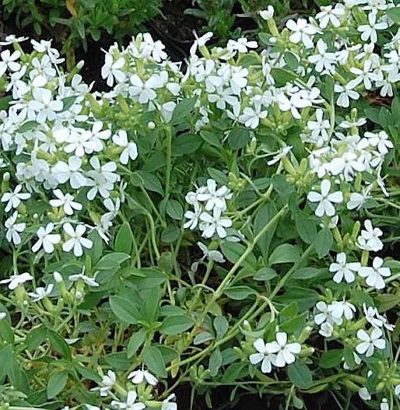 Seifenkraut Snow Tip - Saponaria Ocymoides