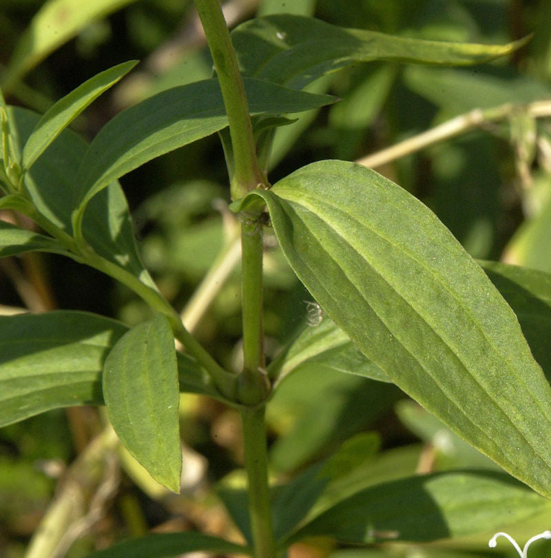 Gewöhnliches Seifenkraut Alba Plena - Saponaria Officinalis