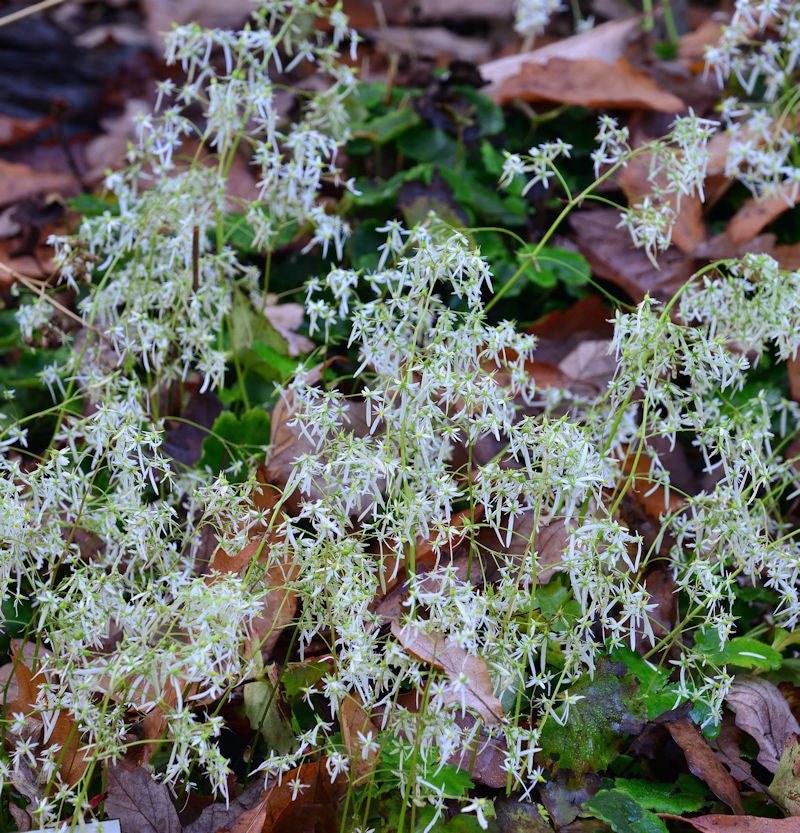 Weisses Steinbrech - Saxifraga Cortusifolia