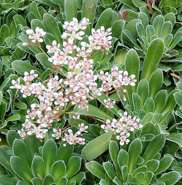 Rosetten Steinbrech Southside Seedling - Saxifraga Cotyledon