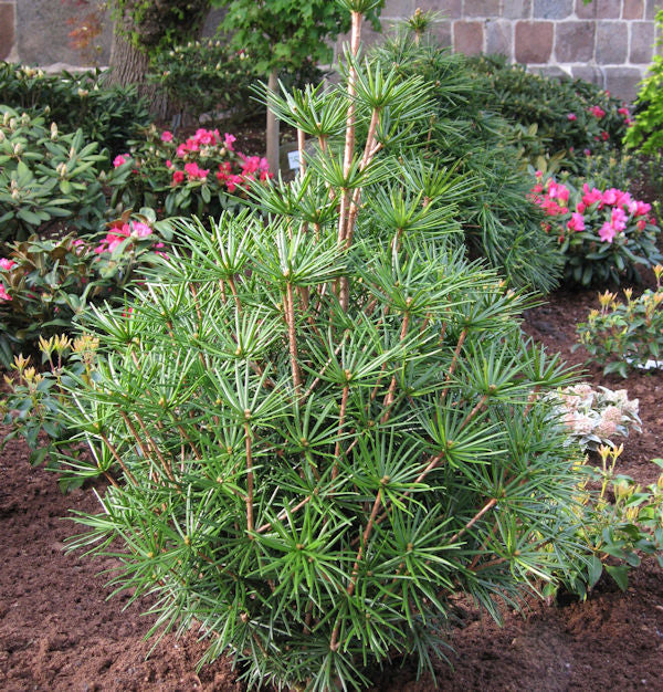 Japanische Schirmtanne Platyno 30-40cm - Sciadopitys Verticillata