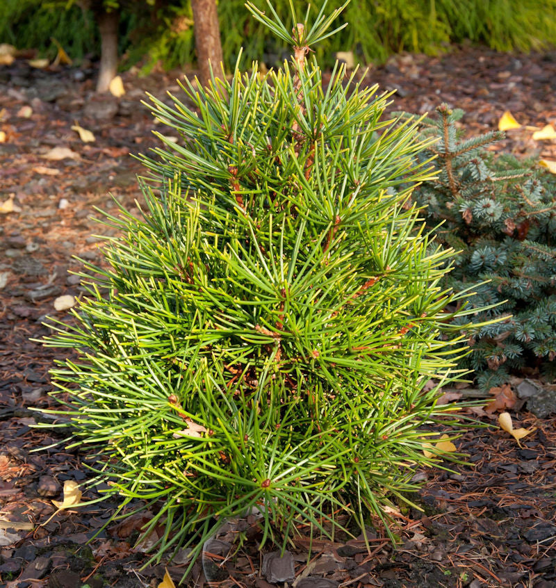 Japanische Schirmtanne Propeller 40-50cm - Sciadopitys Verticillata