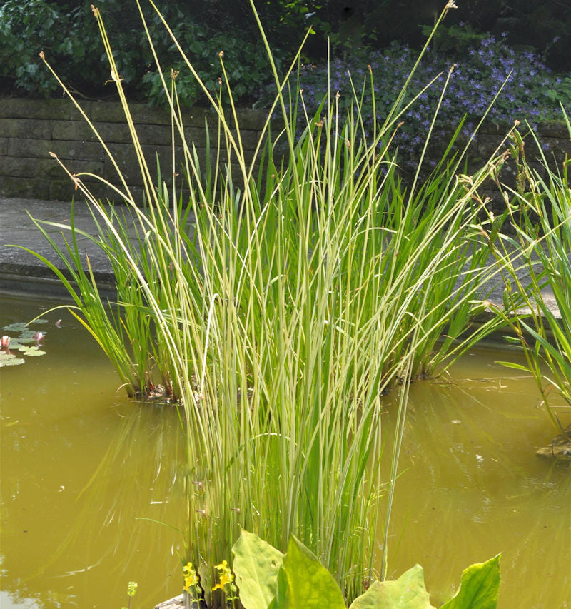 Weißgestreifte Teichsimse - Scirpus Lacustris