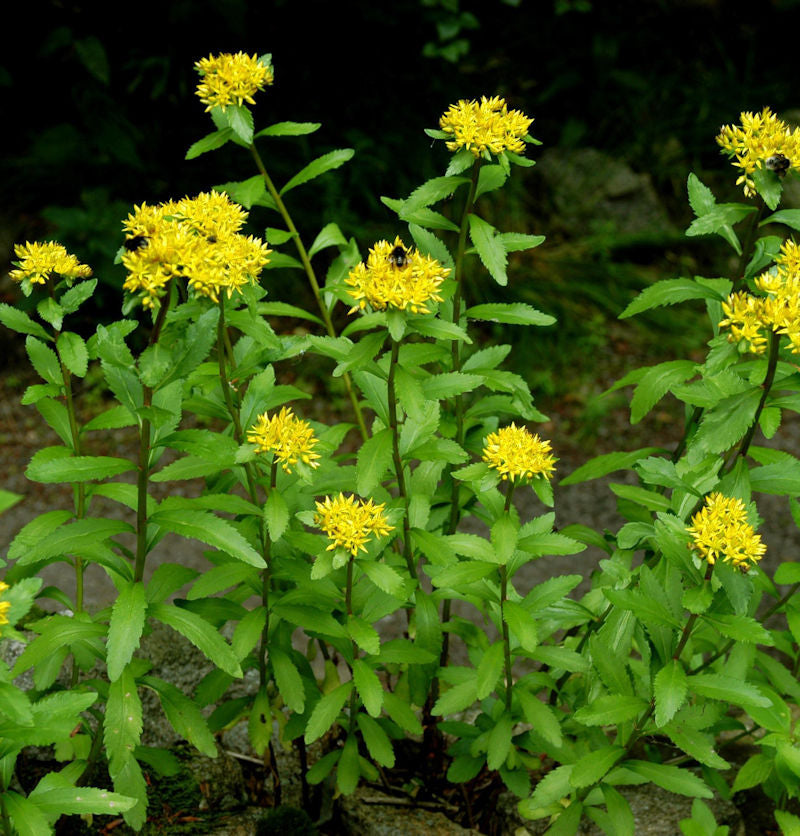 Großes Gold Fettblatt Euphorbioides Maximum - Sedum Aizoon
