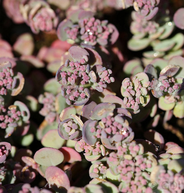 Pflaumen Fetthenne Robustum - Großer Topf - Sedum Cauticola