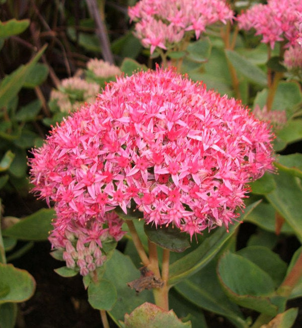 Prächtige Fetthenne Carl - Sedum Spectabile
