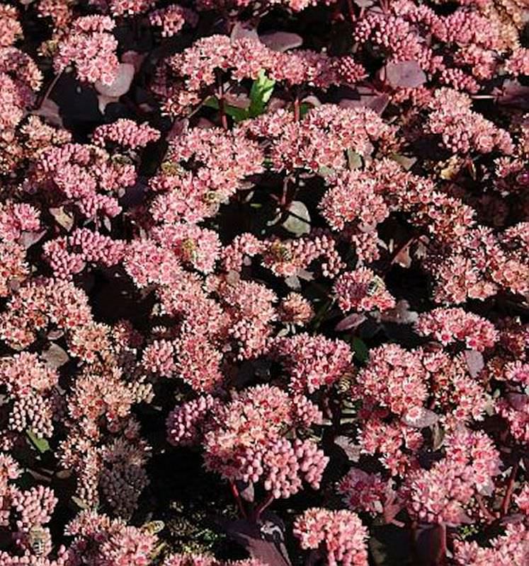 Prächtige Fetthenne Purple Emperor - Sedum Spectabile
