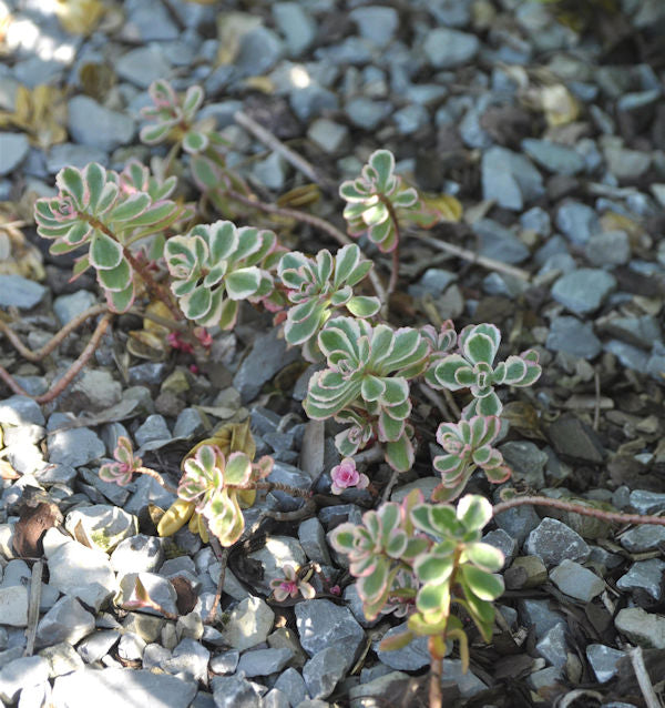 Kaukasus Asienfetthenne Tricolor - Großer Topf - Sedum Spurium