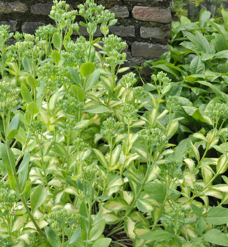 Große Fetthenne Frosty Morn - Sedum Telephium