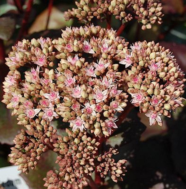 Große Fetthenne Matrona - Großer Topf - Sedum Maximum