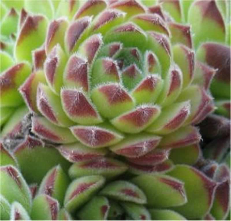 Dachwurz Reinhard - Sempervivum Cultorum