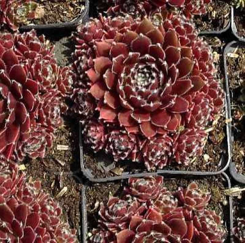 Dachwurz Silberkarneol - Sempervivum Cultorum