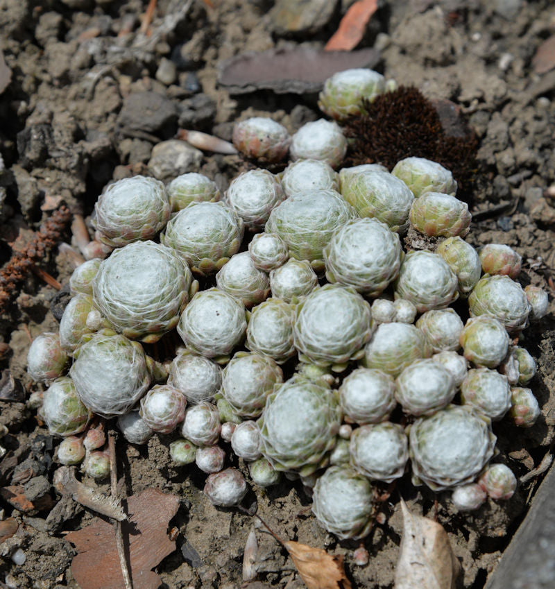 Spinnweb Hauswurz Tomentosum - Sempervivum Arachnoideum