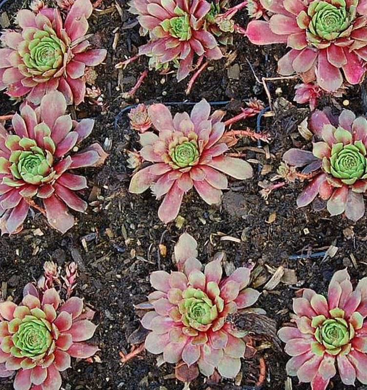 Hauswurz Turmalin - Sempervivum Cultorum