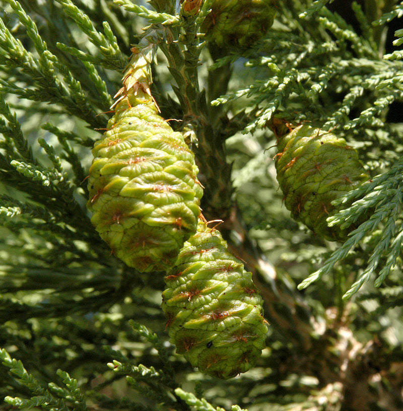 Kalifornischer Mammutbaum 50-60cm - Sequoiadendron Giganteum