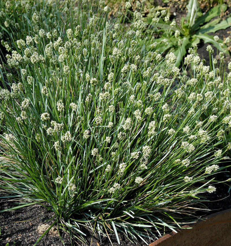 Echtes Blaugras - Sesleria Caerulea