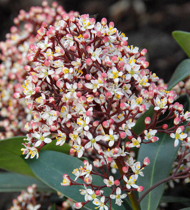 Japanische Skimmie Rubella 30-40cm - Skimmia Japonica
