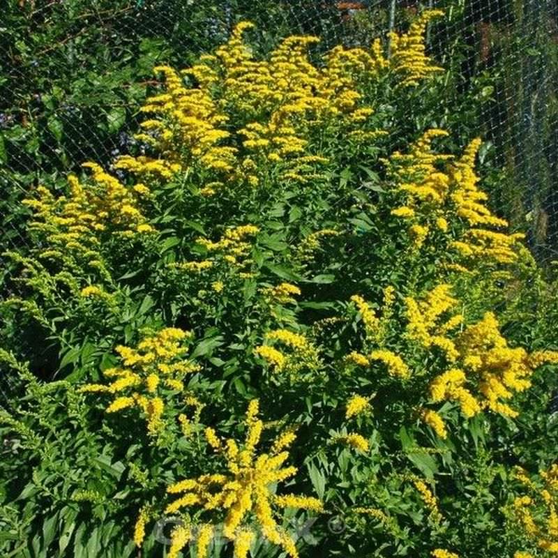 Gefleckte Goldrute Golden Fleece - Solidago Sphacelata
