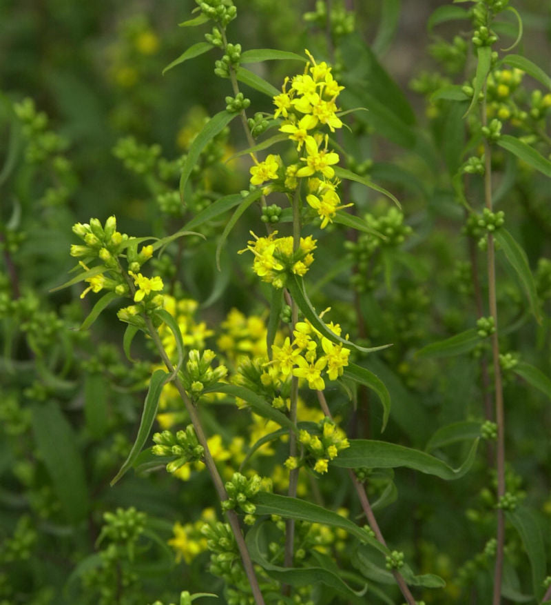 Goldbandrute - Solidago Caesia