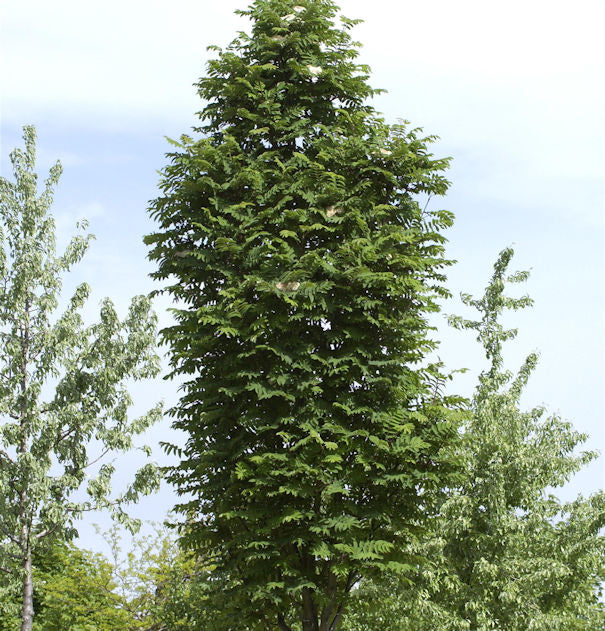 Pyramiden Eberesche 125-150cm - Sorbus Aucuparia Fatigiata
