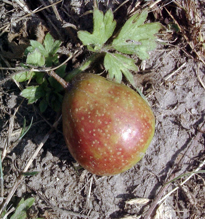 Speierling 125-150cm - Sorbus Domestica