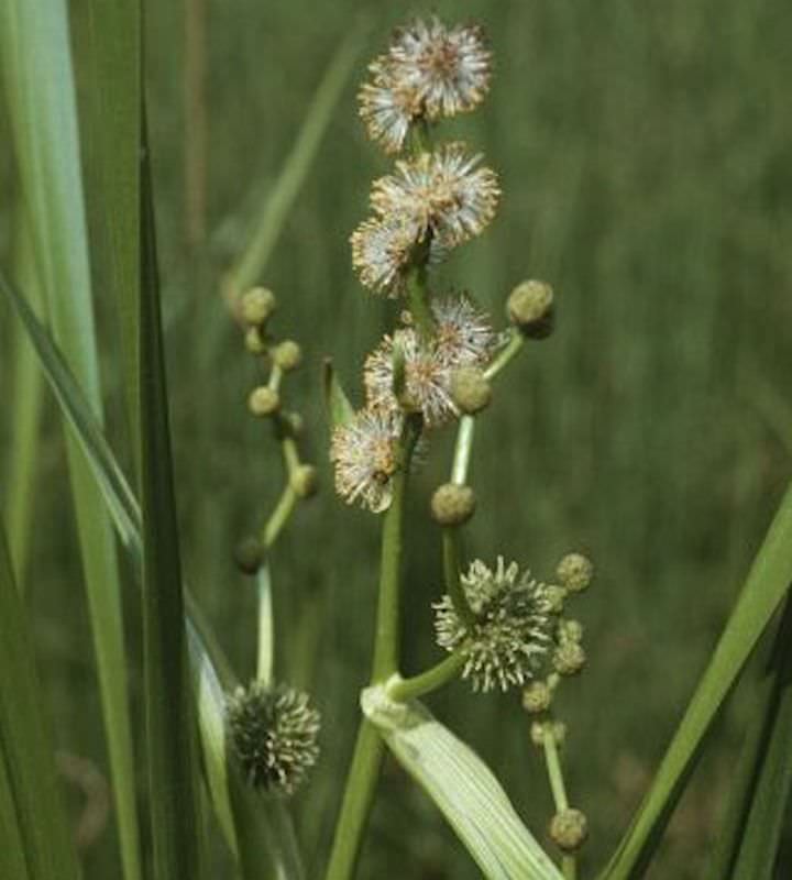 Aufrechter Igelkolben - Sparganium Erectum